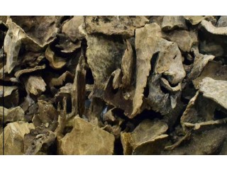 
                        عود فيتنامي قواقع كبيرة                                            