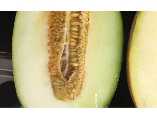 
                        فواكة للبيع بالجمله                                            