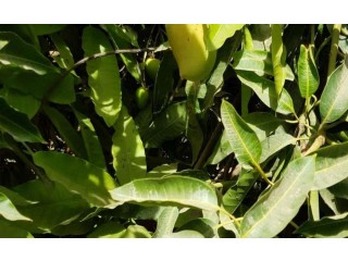 
                        10 طن مانجه اسواني مصري مشكل سعر الطن 7500 درهم                                            