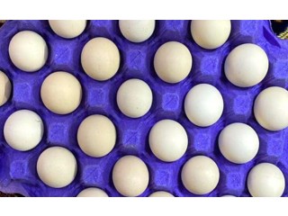 
                        بيض بلدي طازج يومياً من المزرعة                                            