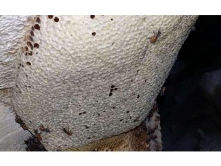 
                        عسل سمر بو طويق نحل صغير اصلي                                            