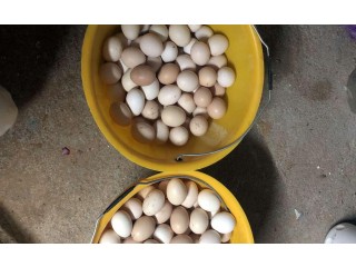 
                        بيض فرنسي و بيض عربي فرنسي مهجن مخصب                                            