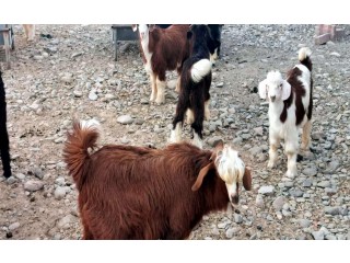 
                        لحوم تيوس عمانيه رضعان                                            