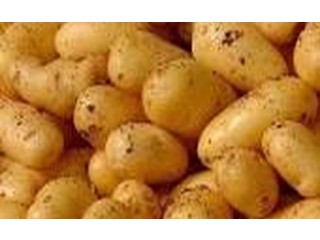 
                        الزعيم للتصدير اجود انواع البطاطس اليمني                                            
