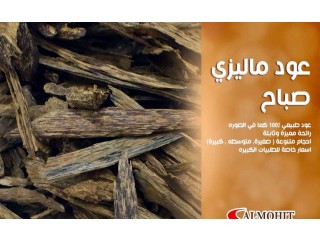 
                        عود ماليزي صباح طبيعي                                            