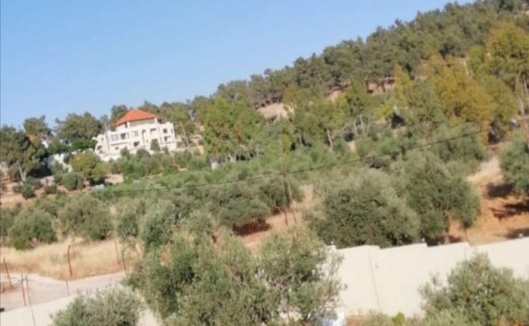 olive-oil-uae-big-0