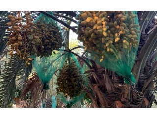 
                        بيع محصول التمور لعام 2020                                            