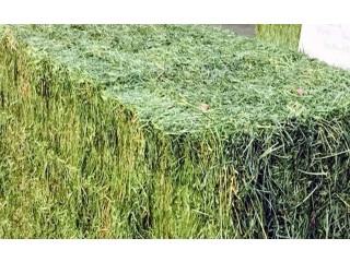 
                        أفضل أنواع البرسيم ( الجت ) والرودس ( الحشيش )                                            