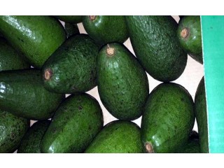 
                        أفوكادو للبيع بالجملة                                            