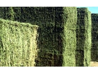 
                        يتوفر لدينا جميع أنواع البرسيم والرودس نخب أول مع خدمه التوصيل                                            