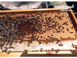 
                        عسل اردني من براري الاردن مكفول 100‎%‎‎%+ خلطات                                            