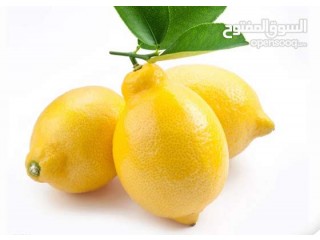 
                        الليمون الأصفر الحجم الكبييير / الأسعار بالكونتينر                                            