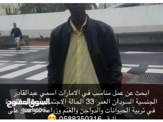 
                        ابحث عن عمل بأحد مزارع لتربية الدواجنً والغنم                                            