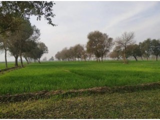 13 Acre Agriculture Land for sale in jhang, near Gojra Motorway