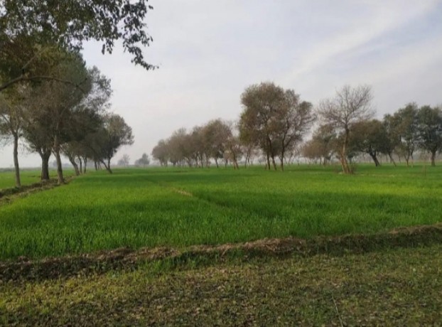 13-acre-agriculture-land-for-sale-in-jhang-near-gojra-motorway-big-0