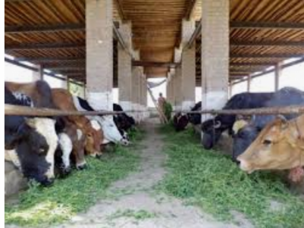 farm-pe-khana-bnany-k-lie-cook-ki-zrort-ha-big-0
